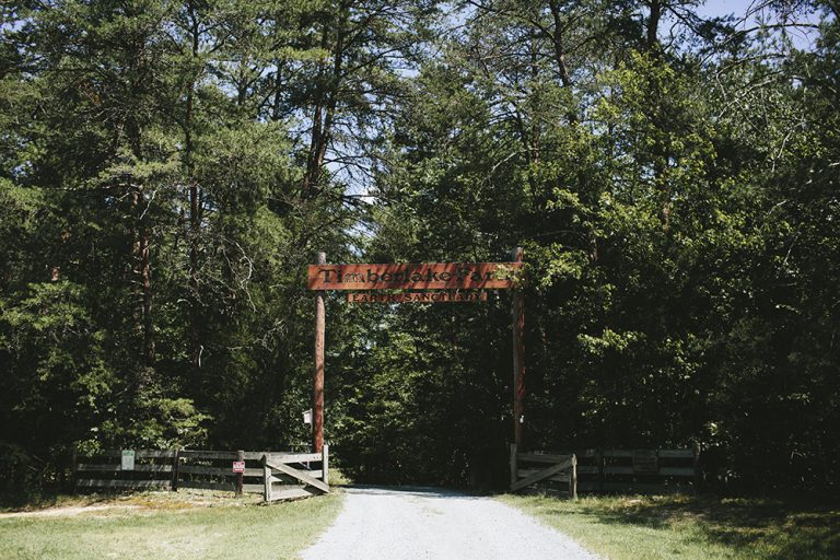 Davis Wedding. Timberlake Earth Sanctuary.    Whitsett, Nc. - Natalie E 